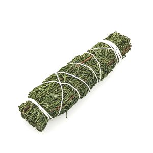 Thuja Smudge (12 cm)