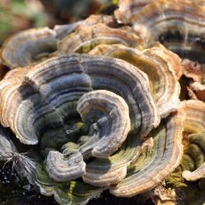 Turkey Tail Mushroom Extract Powder (10:1) (Trametes Versicolor) (50 gr)